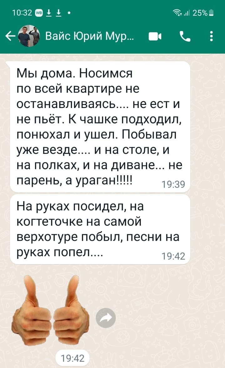 Доставка котят по России